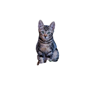 Cute Tabby Kitten Sitting By Terracotta Bowls Outdoors In BüYüKçEkmece, İStanbul, TüRkiye. 13446 - Cat PNG image with transparent background